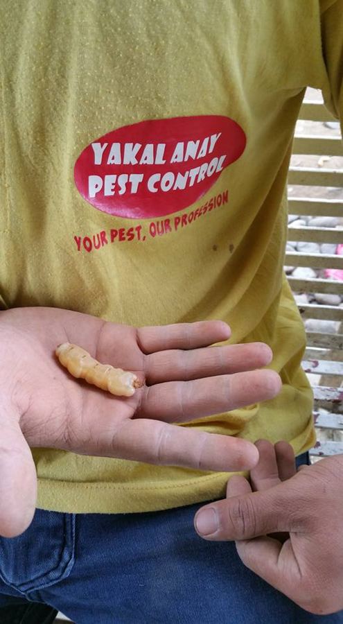 Yakal Anay Pest Control work photo