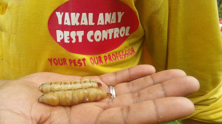 Yakal Anay Pest Control work photo